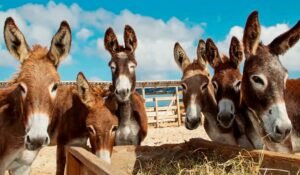 Demanda chinesa por gelatina medicinal ameaça jumento brasileiro de extinção